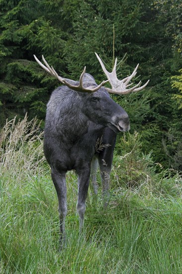 Moose