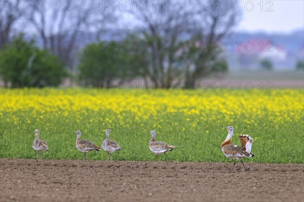 Great bustard