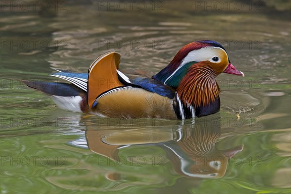 Mandarin duck