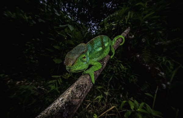 Parson's chameleon male