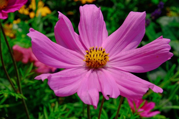 Mexican aster