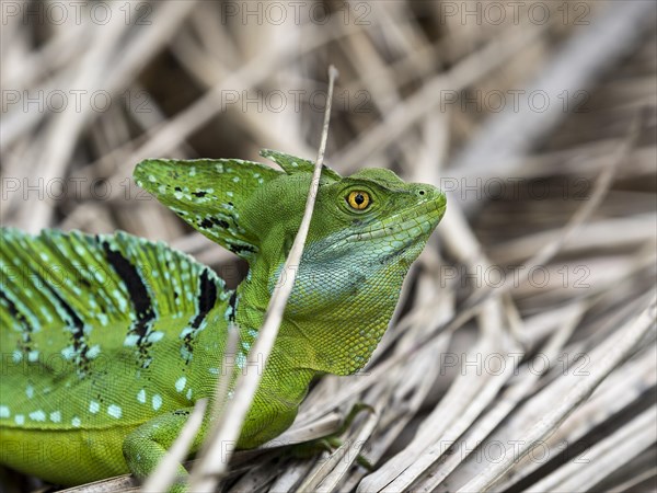 Plumed basilisk