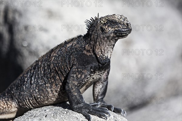 Marine iguana