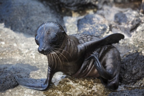 Galapagos sea lion