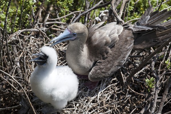 Red-footed Booby