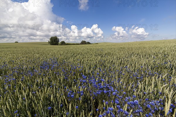 Grain field with cornflowers