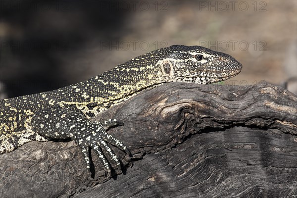 Nile monitor