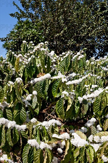 Flowering coffee tree