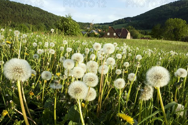 Dandelions