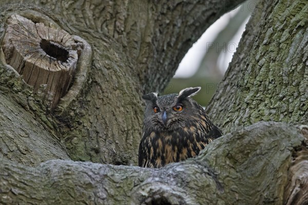 Eurasian eagle-owl