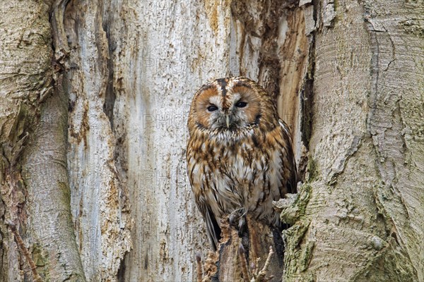 Tawny owl