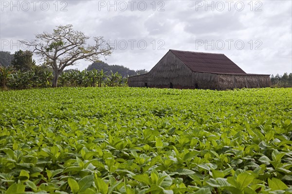 Tobacco plantation in the Vinales Valley