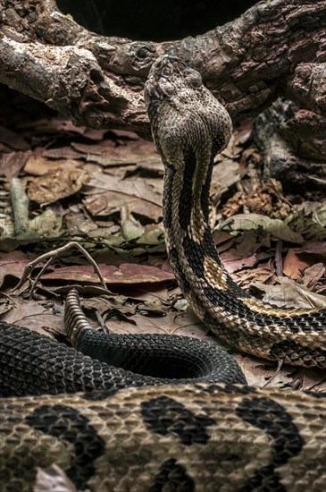 Timber rattlesnake