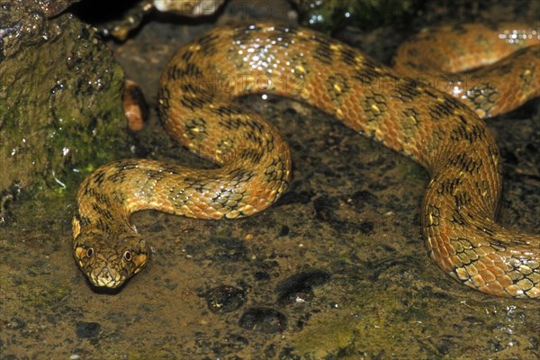 Viperine water snake