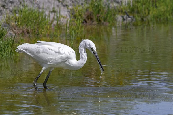 Little egret