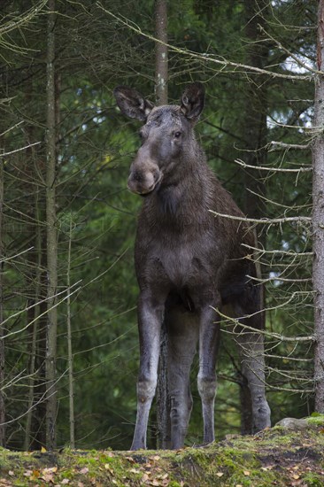 Moose