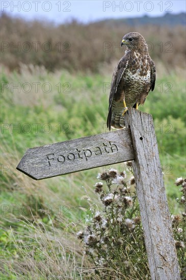 Common buzzard