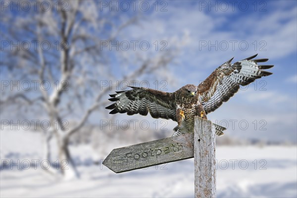 Common buzzard