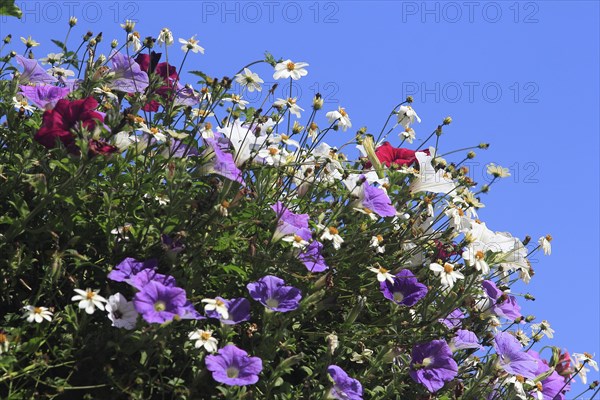 Various petunias