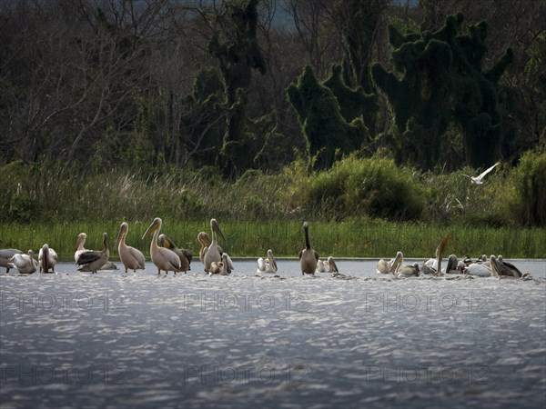 Pelicans