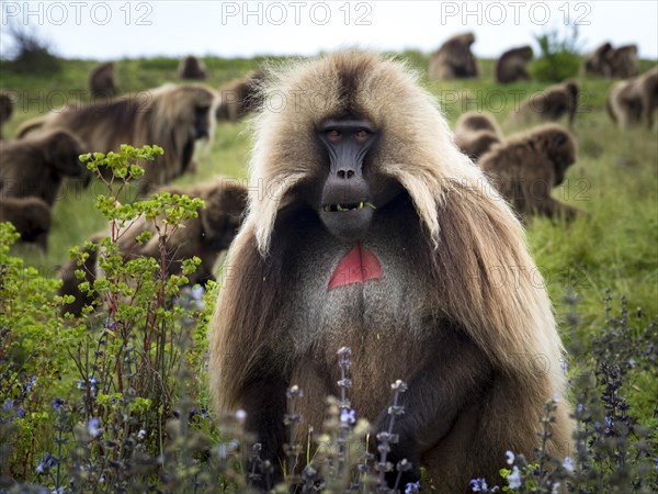 Gelada baboon