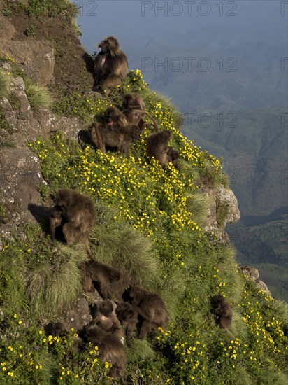 Gelada baboons