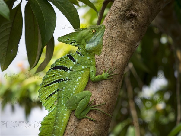 Plumed basilisk