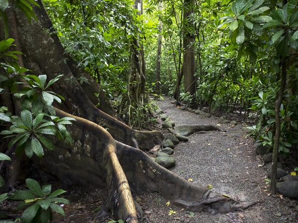 Path through Carara National Park