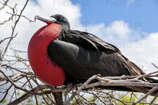 Magnificent Frigatebird