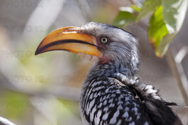 Southern yellow-billed hornbill