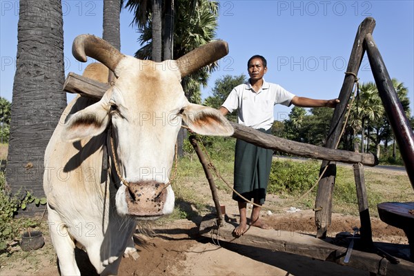 Man and cattle pressing peanut oil