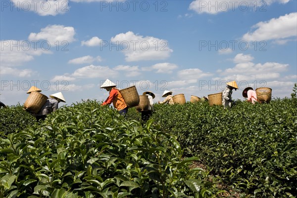 Tea plantation