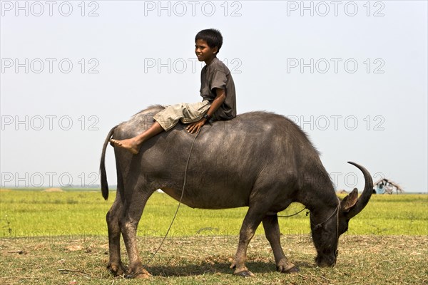 Young on water buffalo