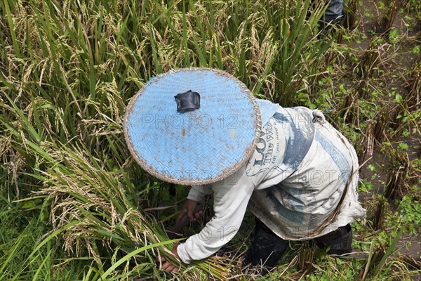 Rice harvest