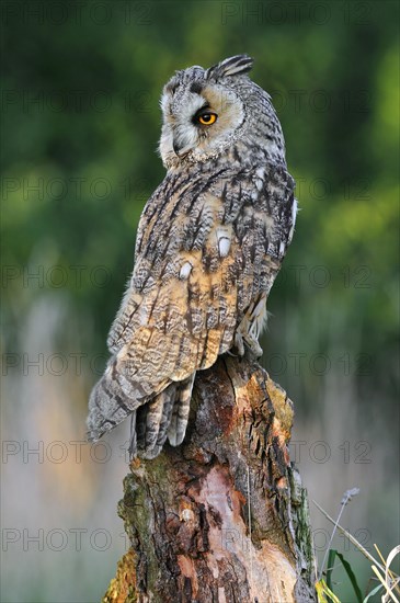 Long-eared owl