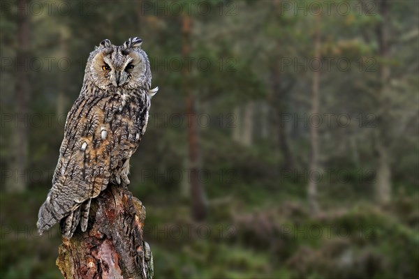 Long-eared owl