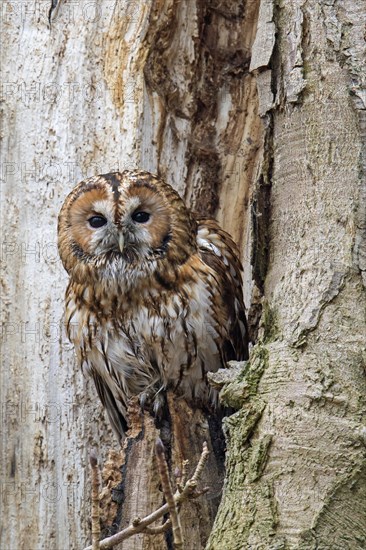 Tawny owl