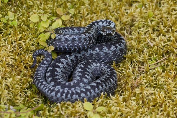 Common European Adder