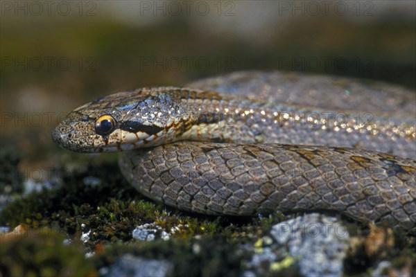 Smooth snake