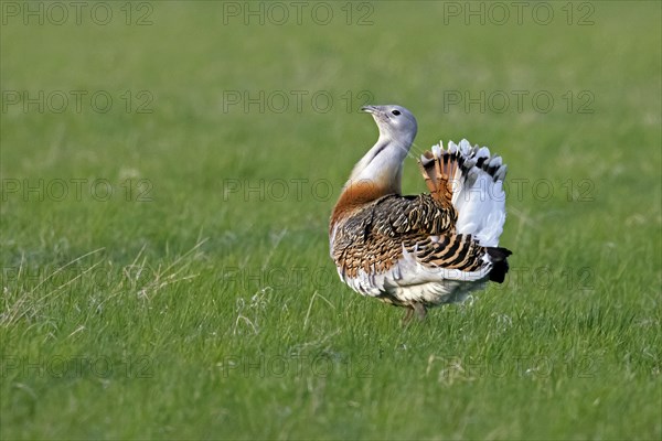 Great bustard