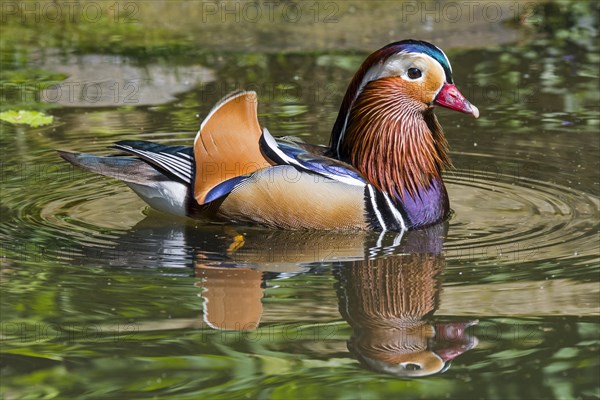 Mandarin duck