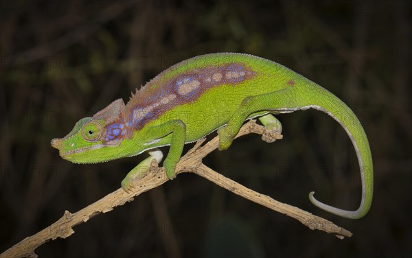 A female chameleon