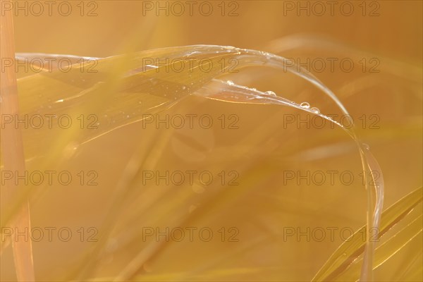 Leaf of a reed in backlight with dew drops