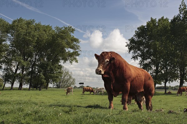 Breeding bull of the Limousin breed