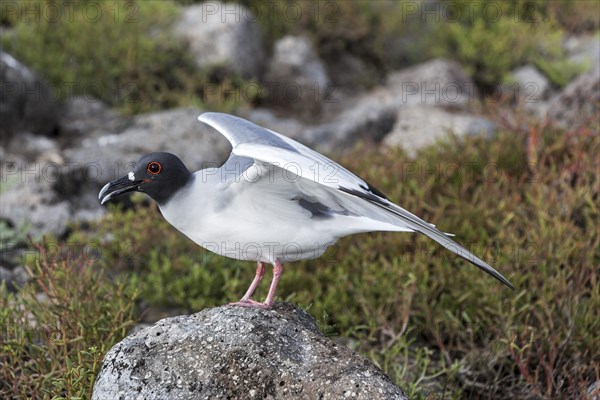 Swallow-tailed Gull