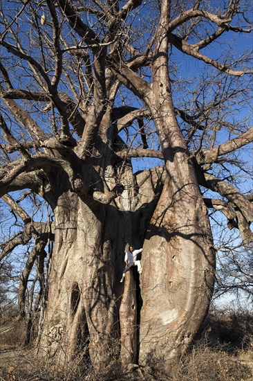 African baobab