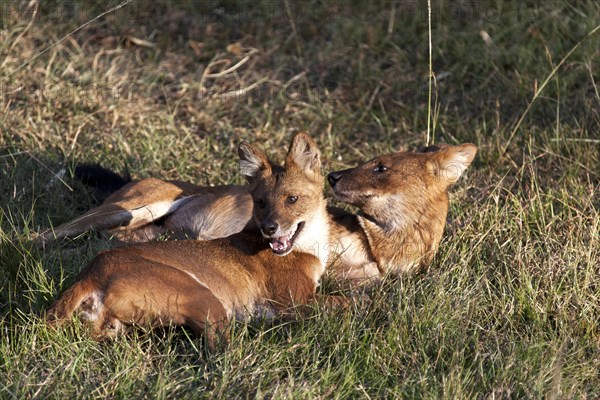 Dholes