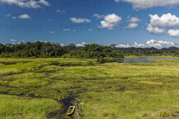 Swampy landscape