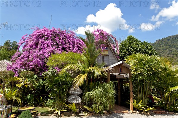 Restaurant in Khao Sok National Park