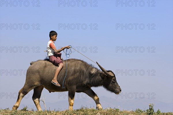 Young on water buffalo